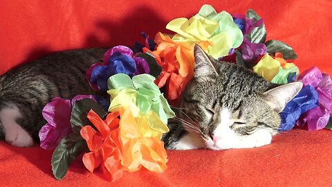 Fluffy Cat Is Covered in Flowers