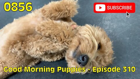 [0856] GOOD MORNING PUPPIES - EPISODE 310 [#dogs #doggos #doggos #puppies #dogdaycare]