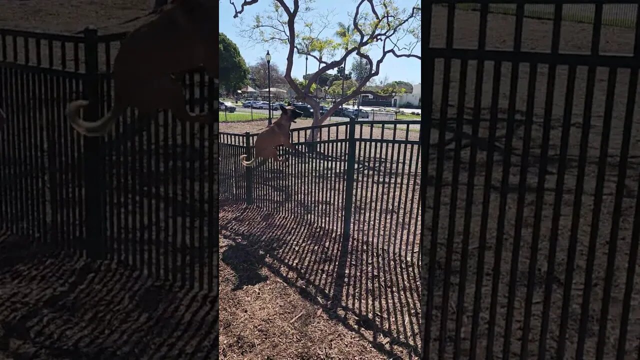 Belgian Malinois don't care about fences! #malinois #belgianmalinois