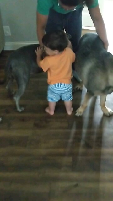 Pitbull love with his baby