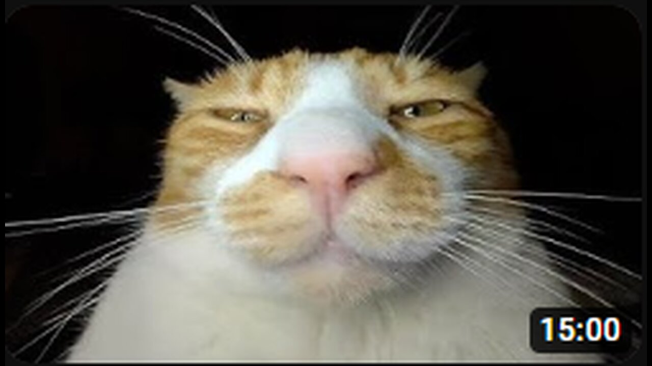 Cats that are a bit goofy (PT6)