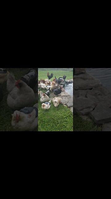 Happy Chickens #chickens #homesteading #chickenlife