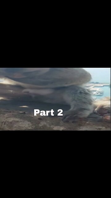 Funny Monkeys enjoying themselves PT. 2 with music #monkey #funnymonkey #shorts