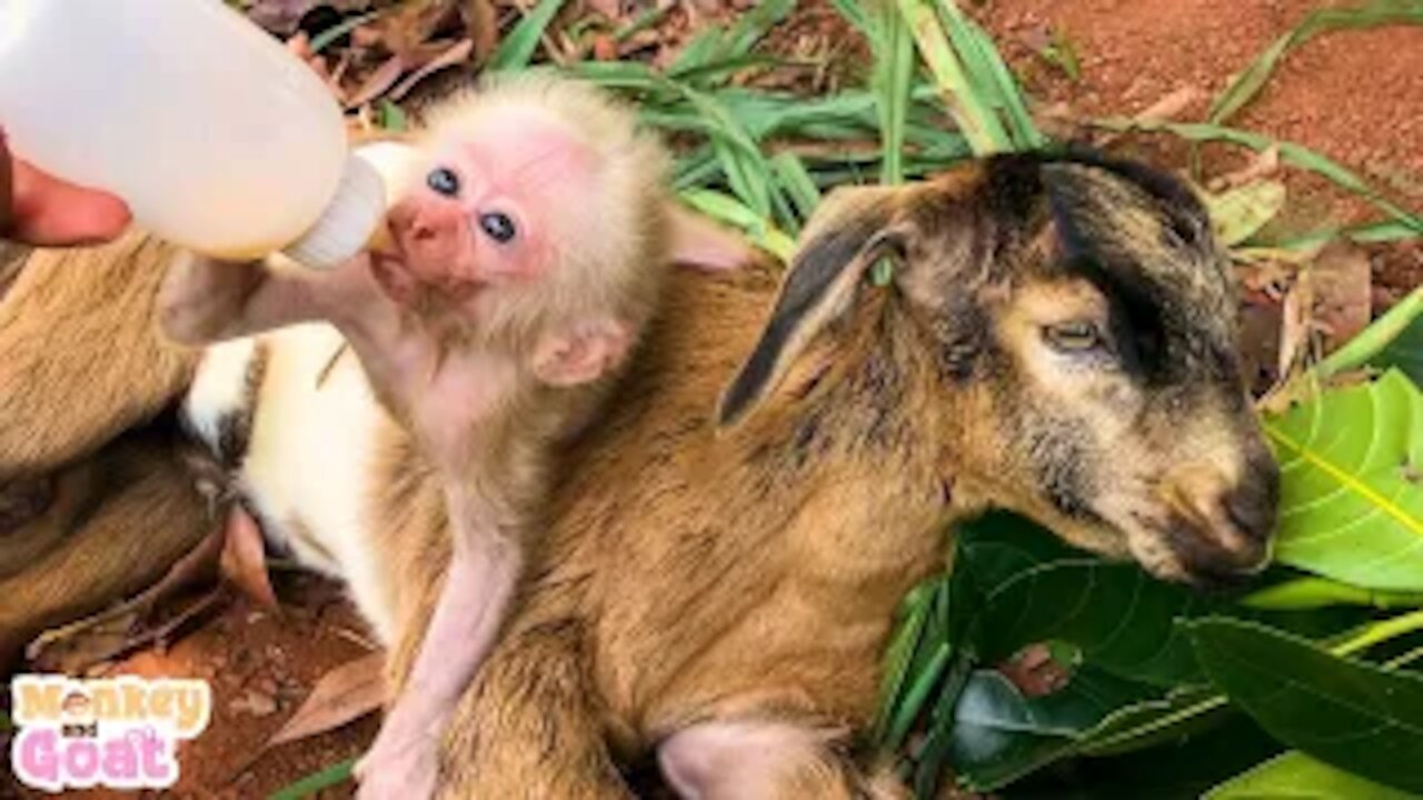 Baby monkey is very scared when goat leaves