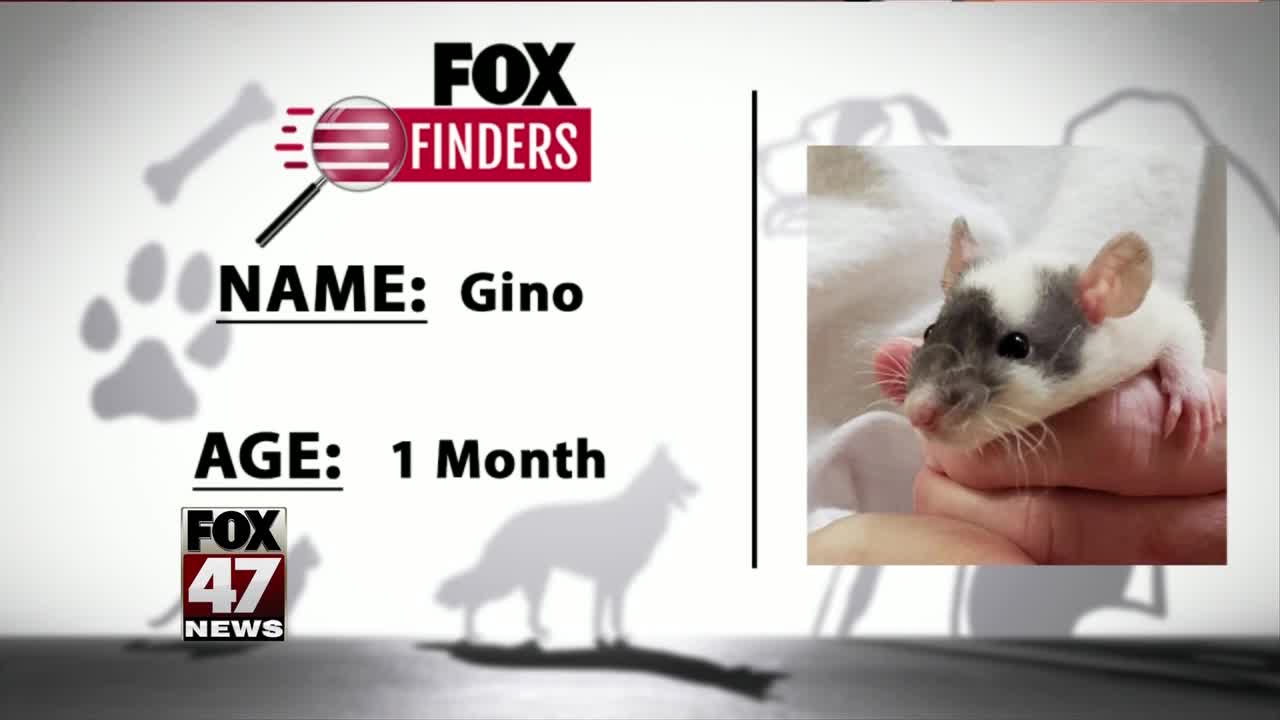 FOX Finders Pet Finder - Gino