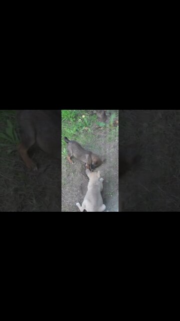 Жестокая драка маленьких собак