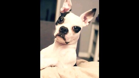 Special moments dog