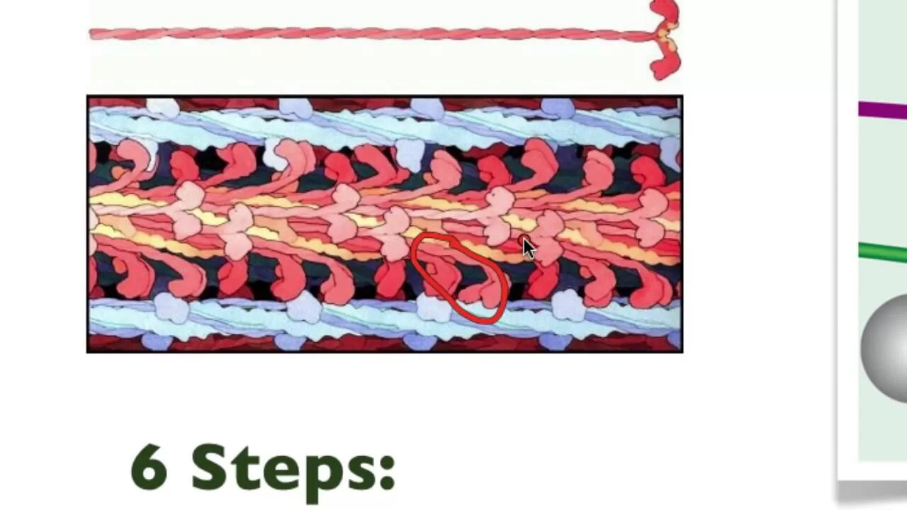 043 The details of Muscle Contraction