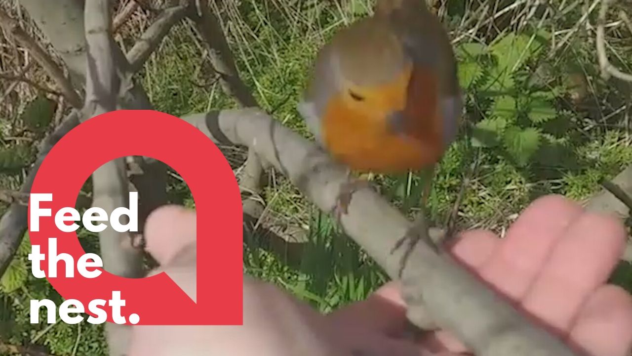 Bird lover has cute way of passing time - feeding robins by hand