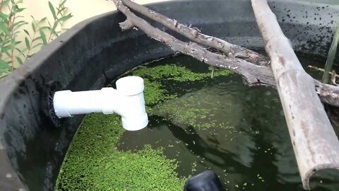 Nature watches when you look and listen