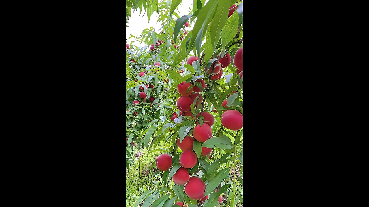 A tree of abundance, bearing the sweetest rewards. 🌳🍓🍊