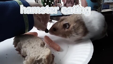 Little hamster with cute pet at home