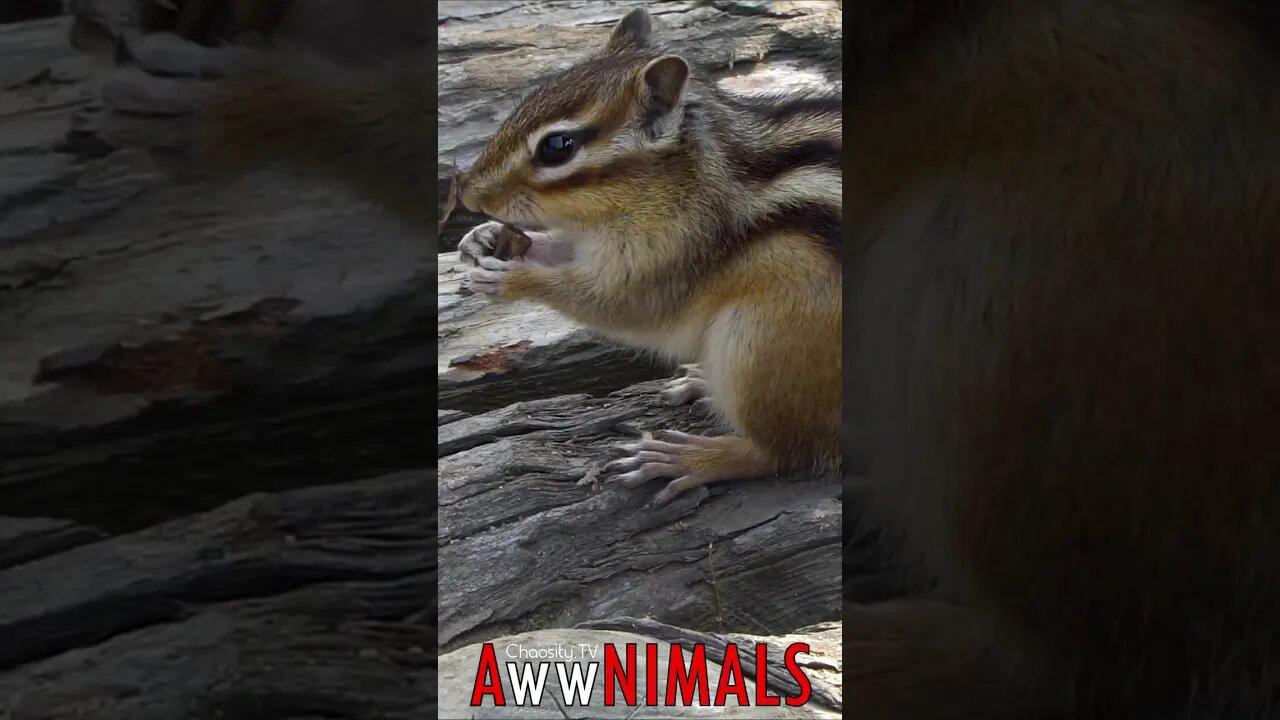 🤗 #AwwNIMALS - Chipper Chipmunk 💕