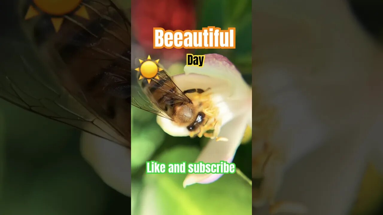 Bees playing in the lemon tree #macrophotography #insect #nature #bees #honey