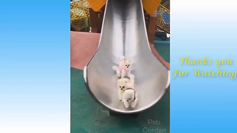 Best Funny Pet Videos 2021 Of The - Cute Cats and dogs reaction @petsgarden _Full-HD