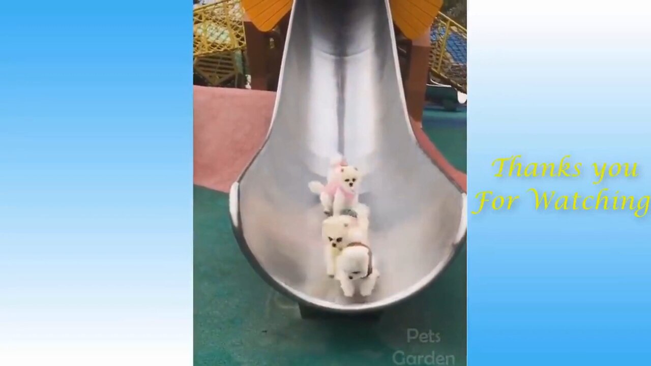 Best Funny Pet Videos 2021 Of The - Cute Cats and dogs reaction @petsgarden _Full-HD