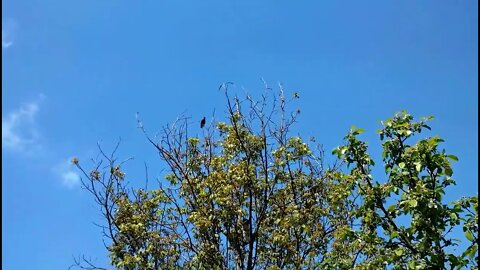 Singing starling