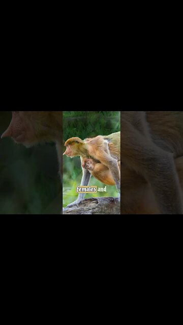 Bizarre Beauty of the Proboscis Monkey