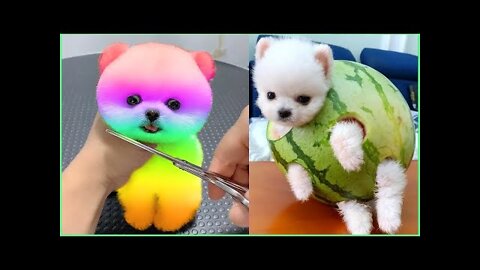 Baby Dogs - Cute and Funny Dog