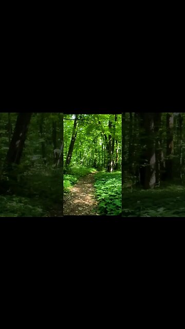 BANEASA Forest - Trailer, Bucharest - Ilfov | 4k Virtual Tour | #shorts