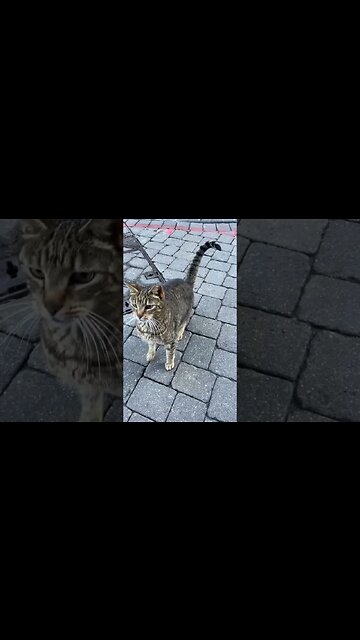 Gibraltar Kitty #shorts