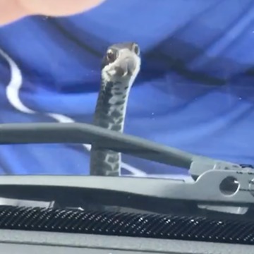 Woman Finds Snake Under The Hood Of Her Car