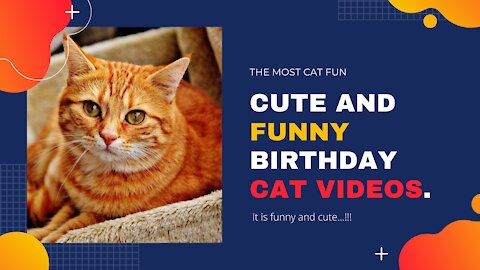 Cute and Funny birthday Cat Videos