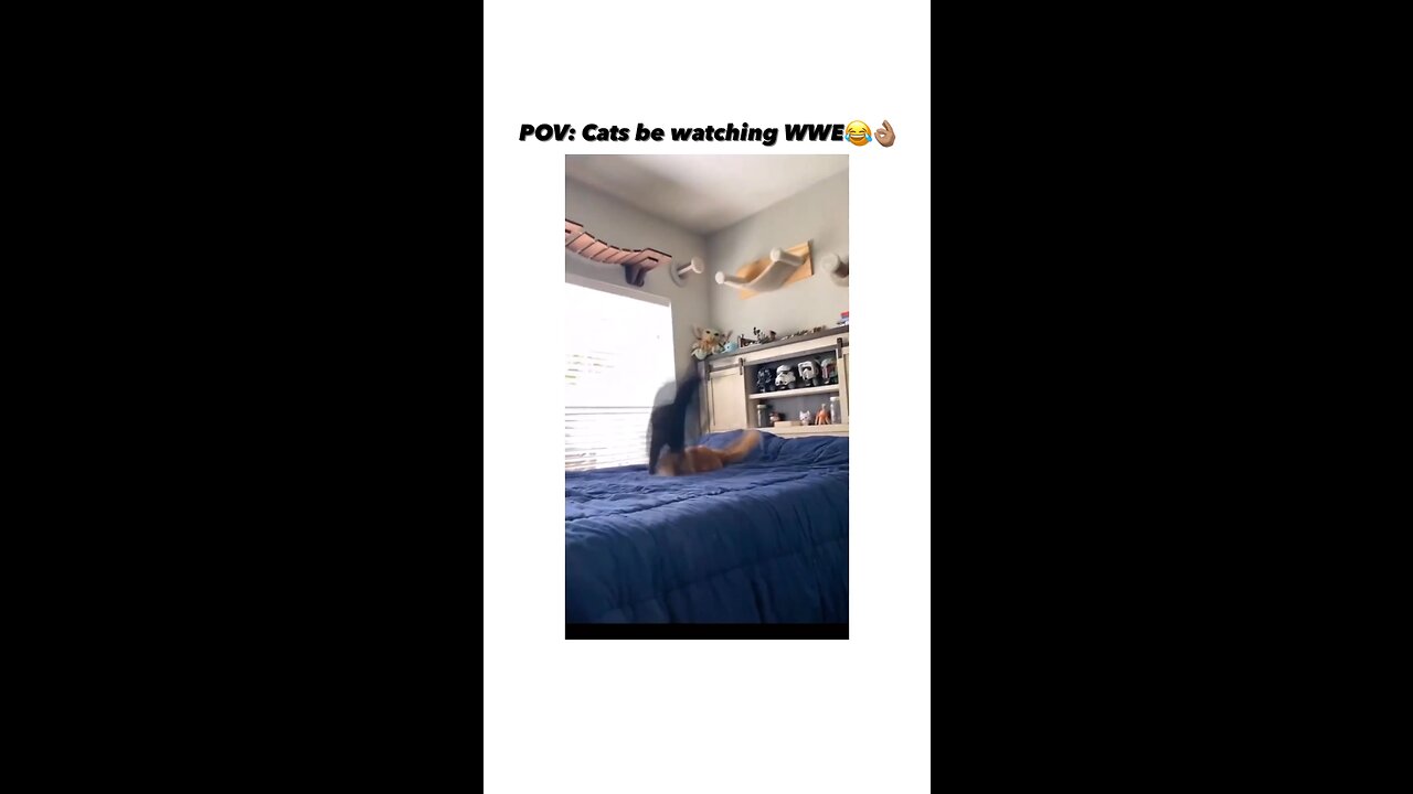 Cat WWE be like…..😆😆😆