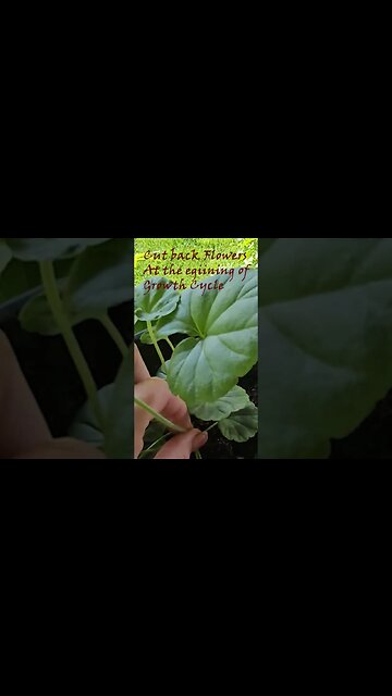 hack for bigger,better Geraniums #shortsvideo #organic #gardening #garden #socialmedia