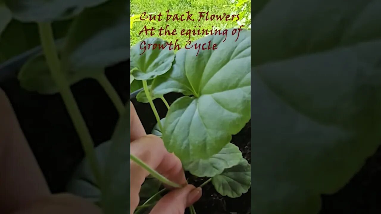 hack for bigger,better Geraniums #shortsvideo #organic #gardening #garden #socialmedia