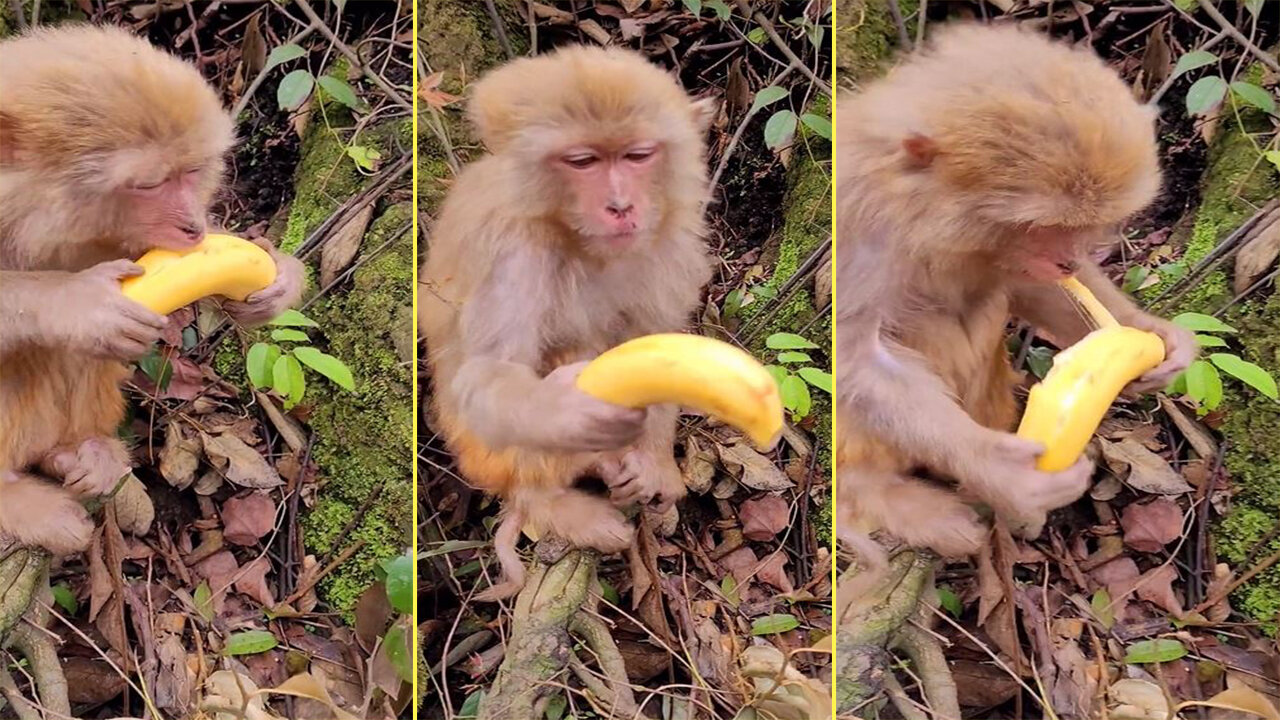 Monkeys eat bananas for the first time