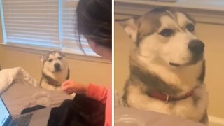 Husky gets scolded in Spanish