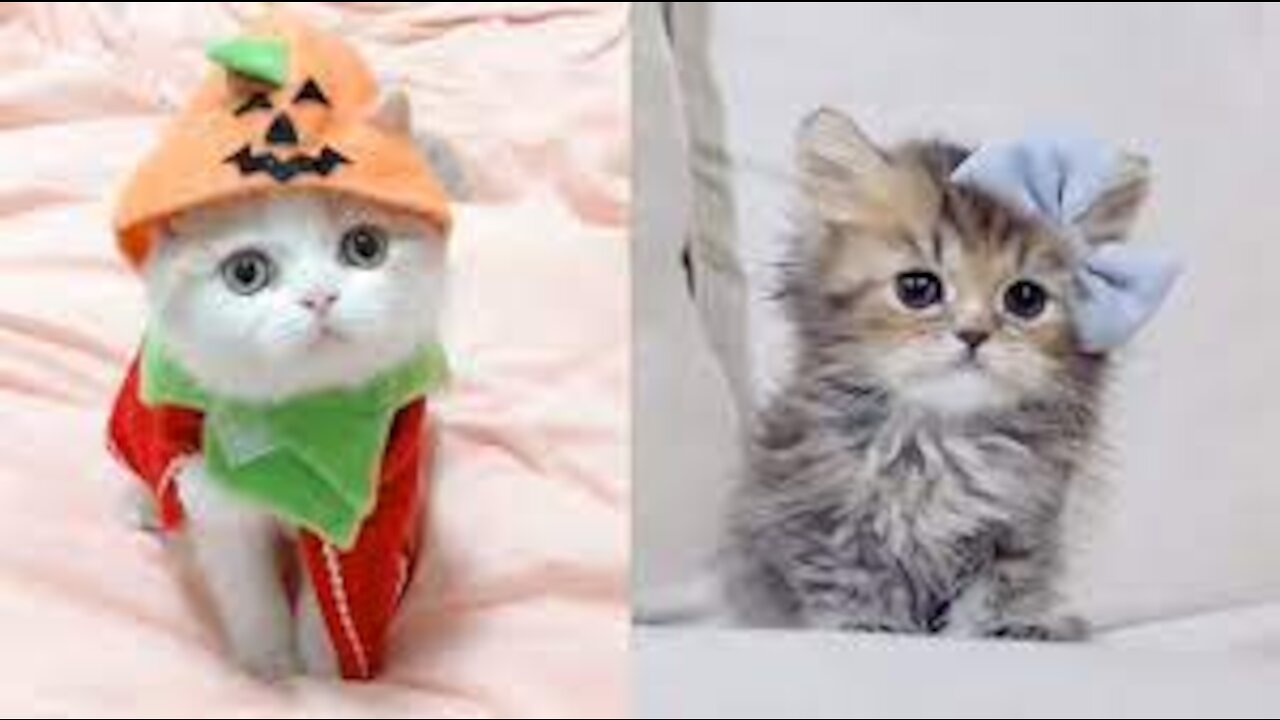 cute kitten videos short leg cat- #animalss lover
