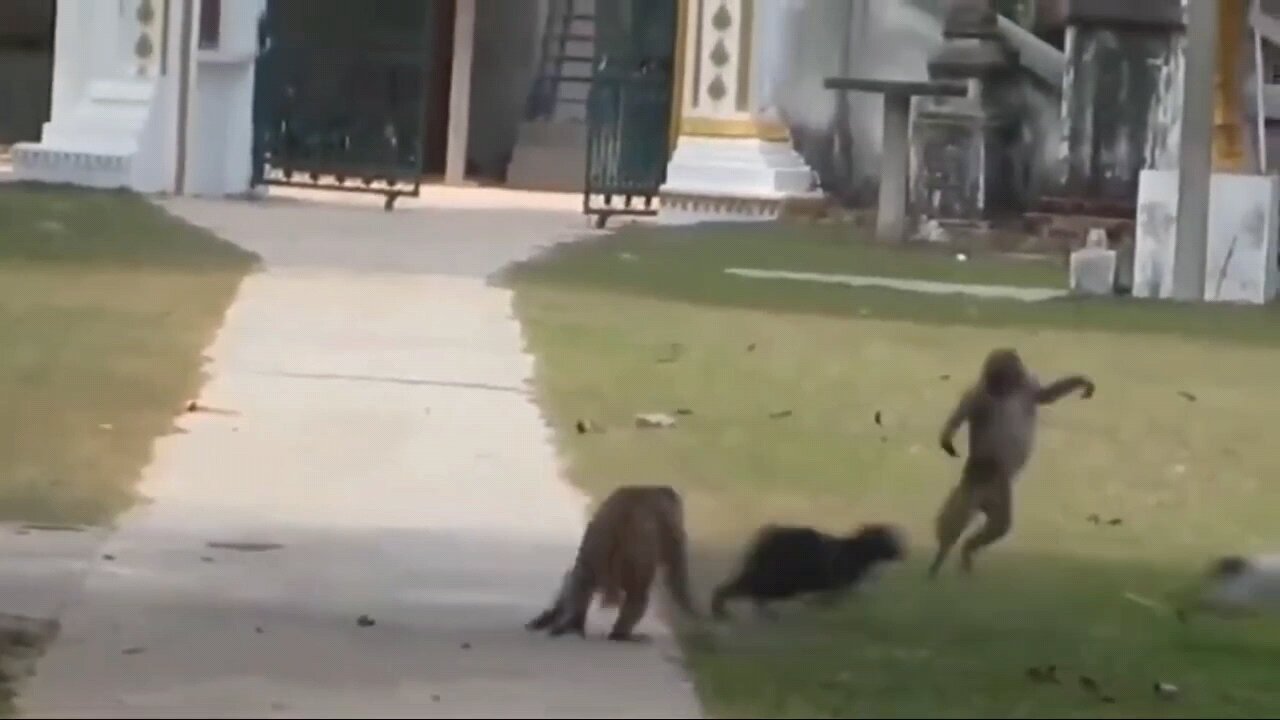 The Two Cat and Monkey fighting 🤣