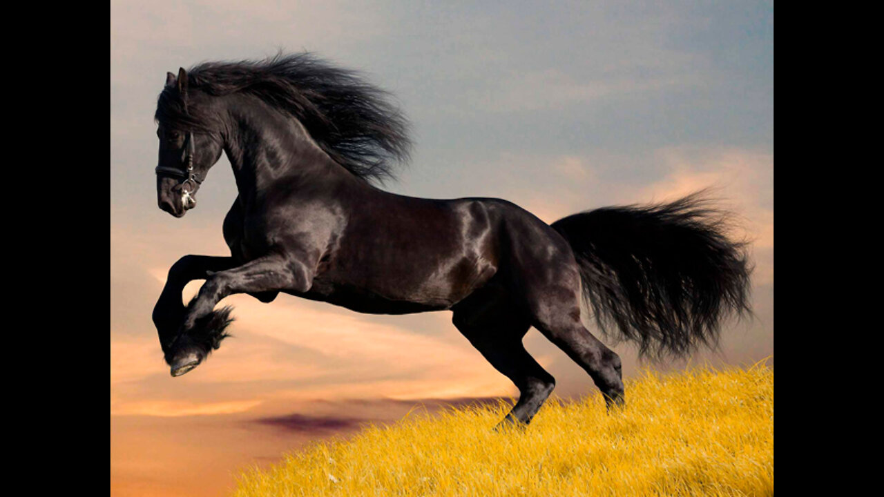 beautiful horse in the field