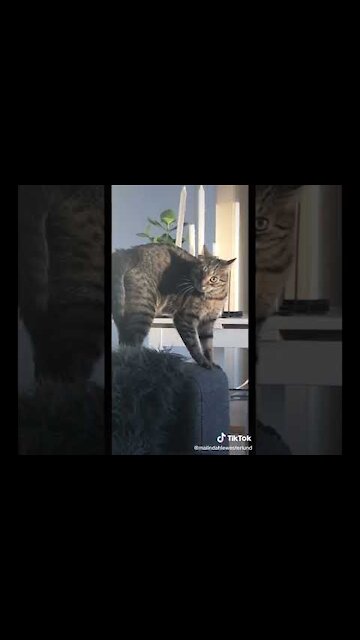 🤣 Funniest Cats 😻 - Awesome Funny Pet Animals Videos 😇