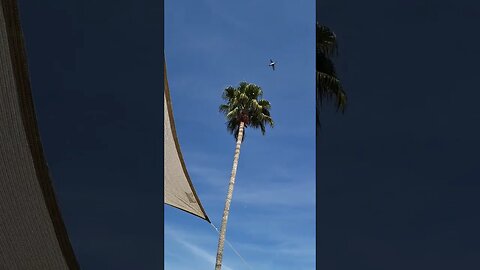 Hummingbird watching in Fountain ⛲ Hills Arizona