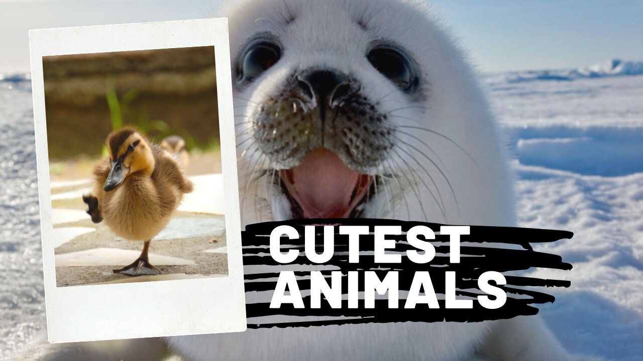 Must Watch Cute Pet Animal Compilation!