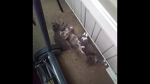 Squatters 'round my yard!