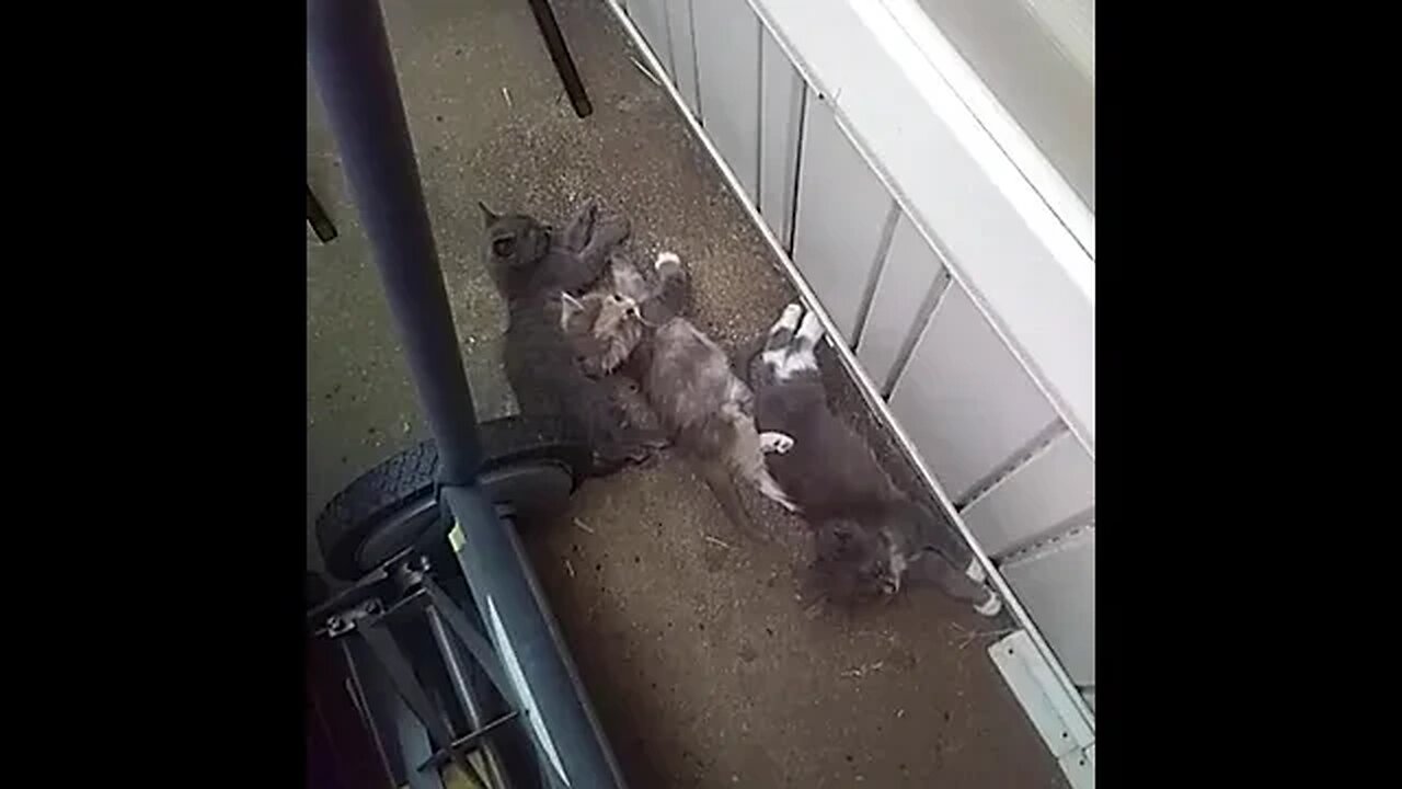 Squatters 'round my yard!