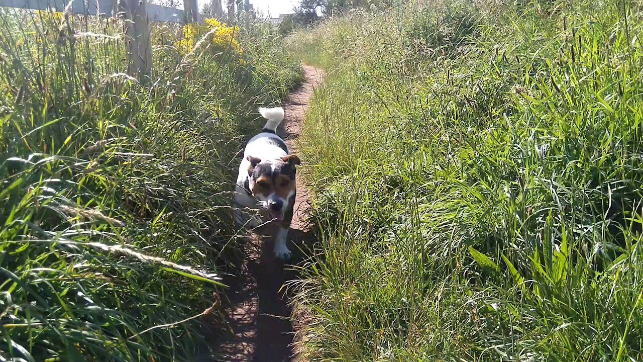 Milo Enjoying A Walk 🐕