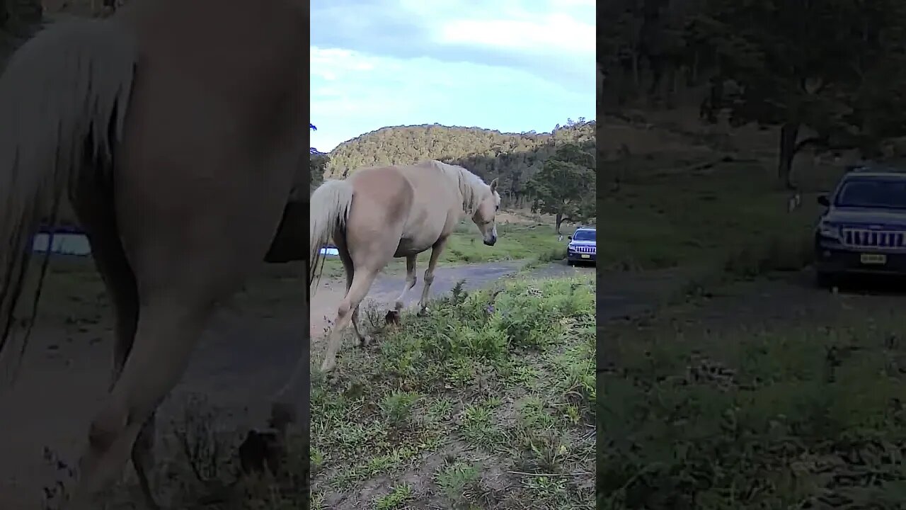 Beautiful palomino brumby