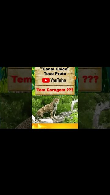 Onça Pintada Esturrando Alto sentada no tronco ao meu lado ? #shorts
