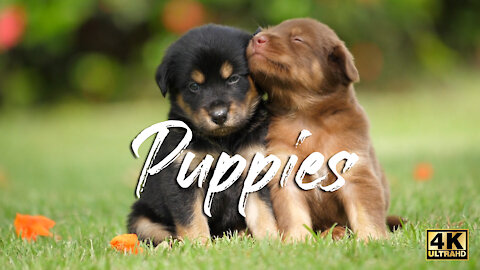 Beautiful Love Puppies