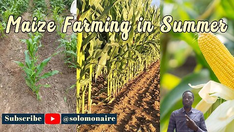 10 Facts about Growing Maize 🌽😁| #vlog #farming #food #like #subscribe #shorts #usa #blogger #blog