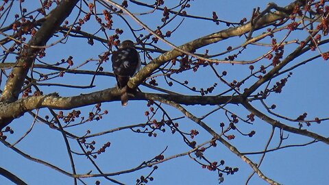 Cooper's Hawk Shopping For Breakfast