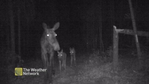 Mama moose and her babies wandering through the woods at night