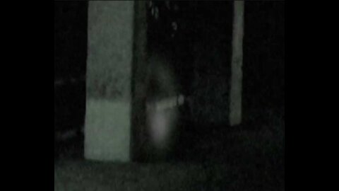 More Ghost Stories and Paranormal Animals