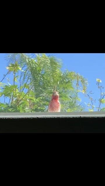 Bird Attacks Devin Nunes' Window