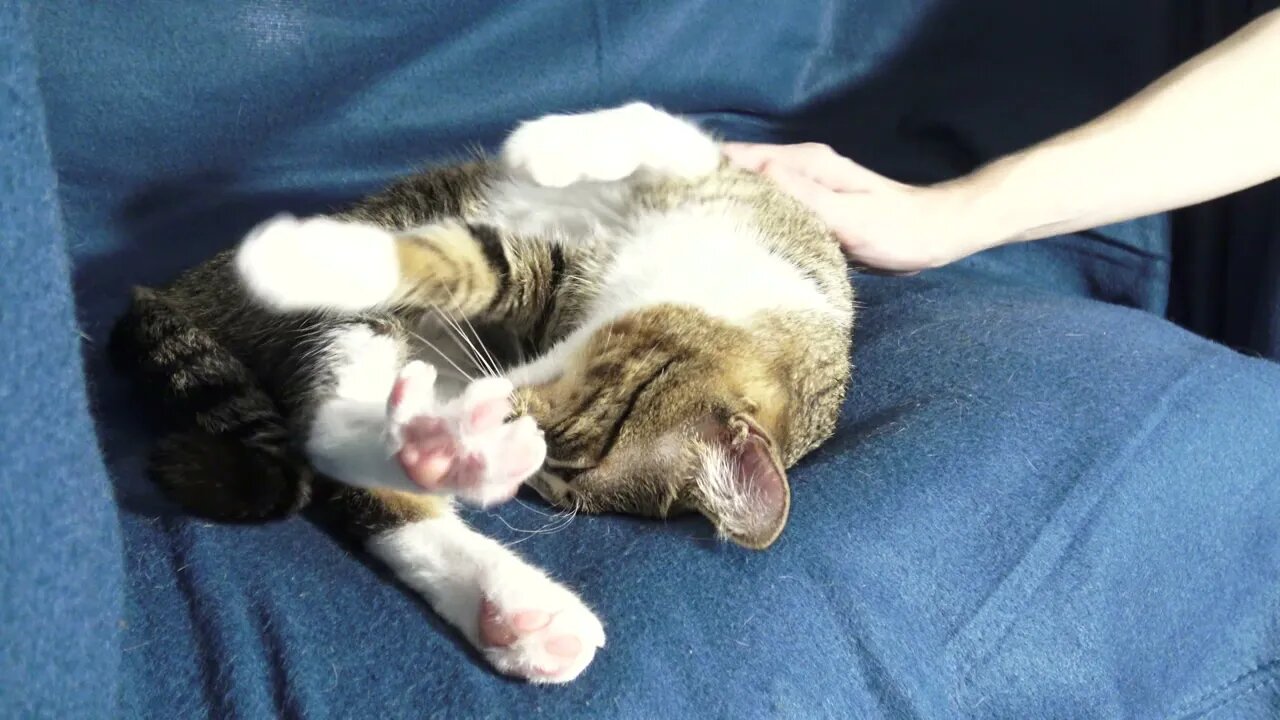 Cat Stretches His Cute Toe Beans